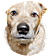 Brad
