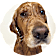Ruben